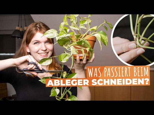 Was passiert mit meiner Pflanze nach dem Ableger-Schneiden? – schnelle Zimmerpflanzen Tipps