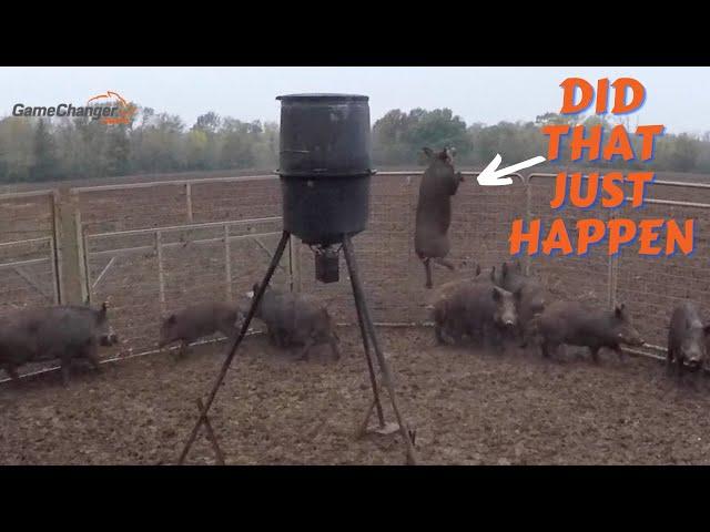 Trapping 14 wild pigs / Farmer Called with Wild Boar problem / Game Changer Jr Hog Trap