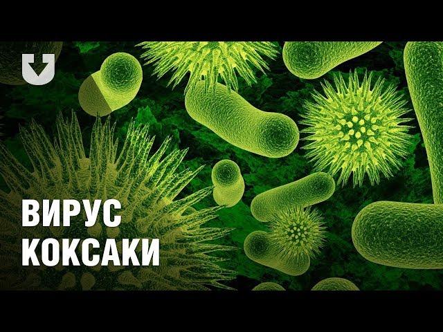 Все о вирусе Коксаки