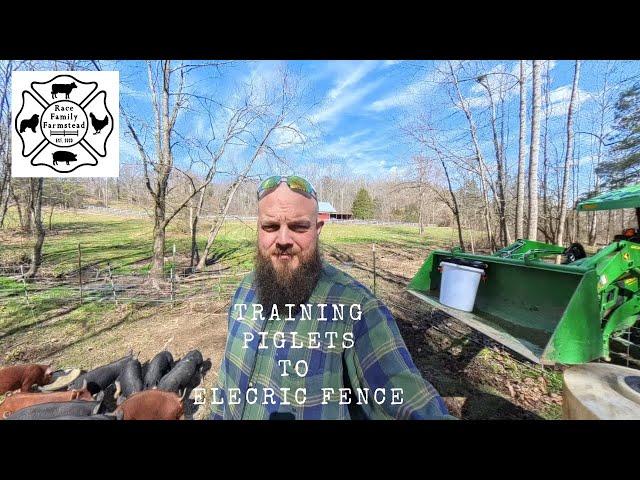 How to Train Piglets to Electric Fence in 7 Minutes