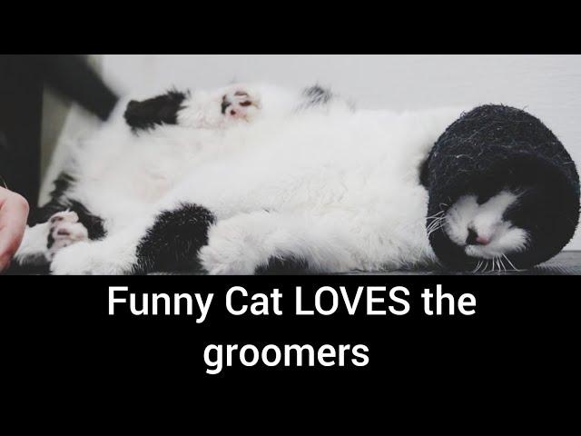 Hilarious CAT has a fetish for the blow dryer and it will make you LAUGH!