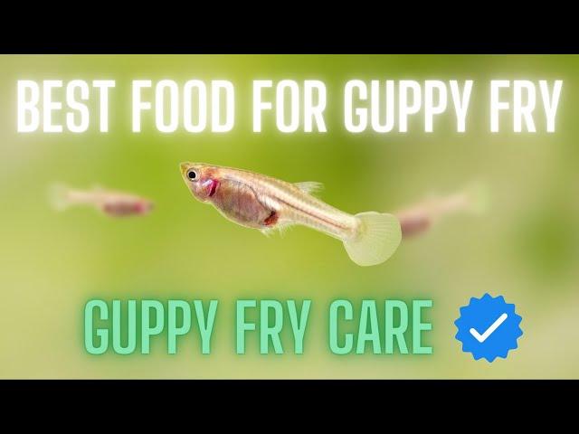 Guppy Fry Care - 5 Best Food for Guppy Fry