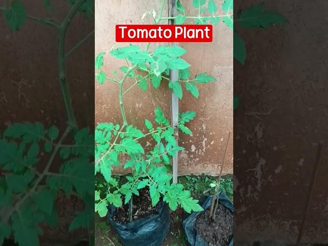 Growing Tomato Plant In a Plastic Bag #gardening #plant #growingup