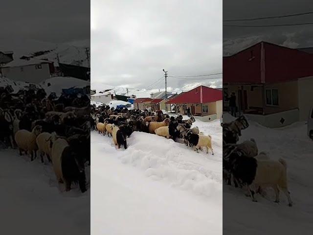 KADIRGA YAYLASI GÖÇ YOLU