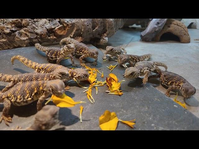 Elevages Lisard (2021) Uromastyx geyri babies eating flowers 2 SlowMotion