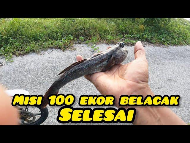 Memburu Ikan Belacak Dan Siput Sedut #gengdunia