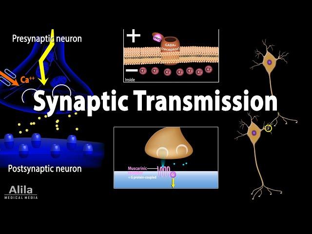 Neuroscience basics: Synaptic transmission - Chemical synapse, Animation