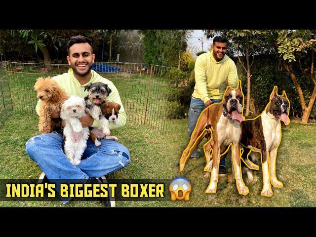 India’s Biggest Boxer  , Maltese, Toy Poodle in Ambala (Haryana)