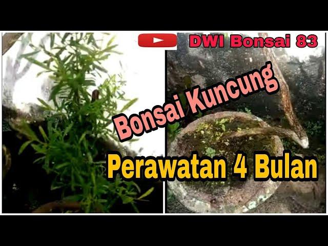 Kuncung perawatan 4 bln,jgn lupa subscribe like and commen..saya akan terus posting perawatan bonsai