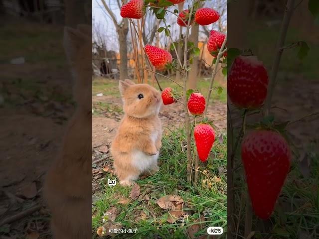 When the world gets too complicated look ata little bunnywho just wants to taste hisfirst strawberry