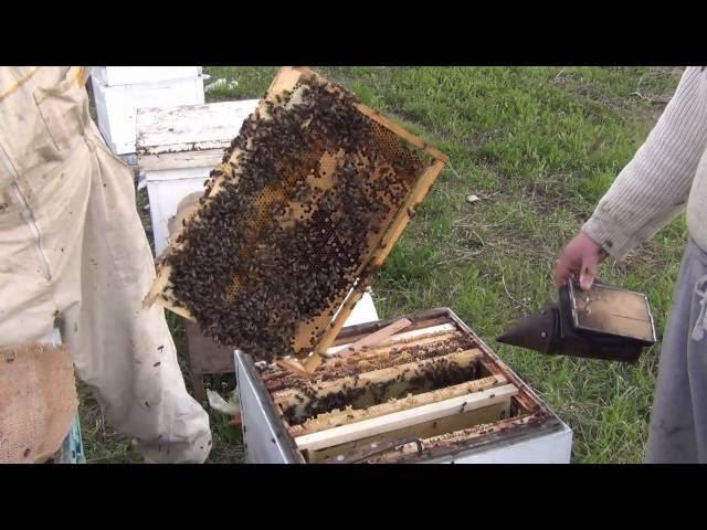 18+ LOCAL BEE TIN NOTICE THE SWOLLEN HANDS OF THE BEEKEEPER