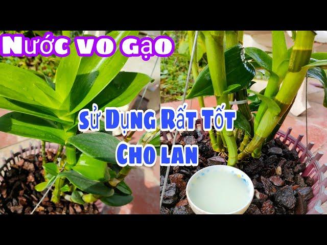 Cách sử dụng Nước vo gạo chăm sóc lan rất tốt. T353 #HoalanTuyenHa