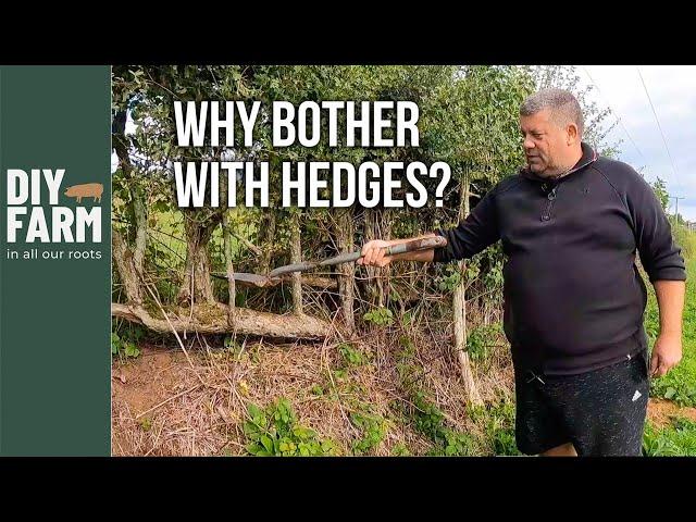 HEDGES AND EDGES - This is where the magic happens 