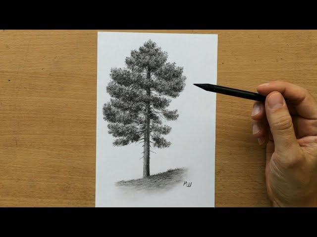 How to Draw a Pine Tree - Charcoal Drawing Tutorial