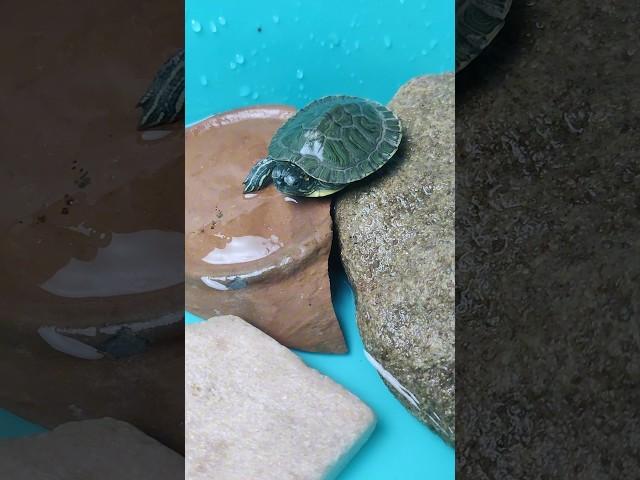 How to keep a baby Turtle ️ #petsvlog #shorts #turtle