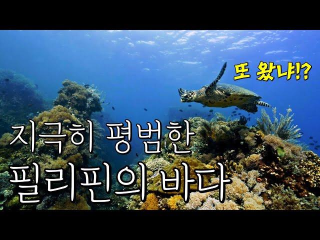 처음 배우는 사람도 필리핀에서 스쿠버다이빙 하면 보는 것들 (in 아닐라오)