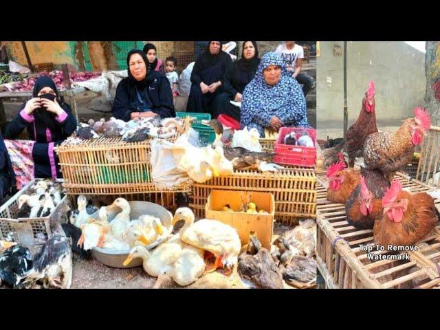 اسعار الطيور انهاردة ولا في الخيال مفاجاة في اسعار البط والوز في اكبر سوق طيور في مصر 