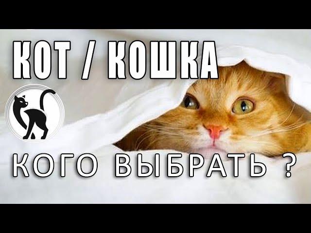 Кот или кошка - кого выбрать? Мнение специалиста