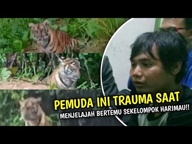 Warga Banyuwangi Lihat Sang Loreng Puluhan Ekor, Harimau Jawa Masih Puluhan Ekor di Gunung Raung?