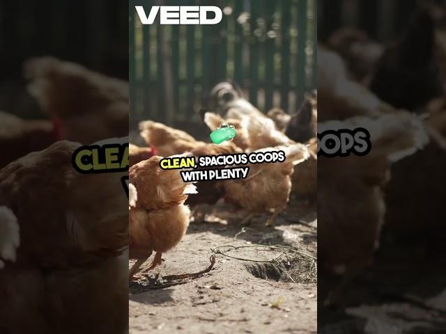 Become a Chicken Farming Pro | Boost Egg Production and Double Your Profits! . #youtubeshorts