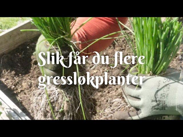 Slik får du flere gressløkplanter!