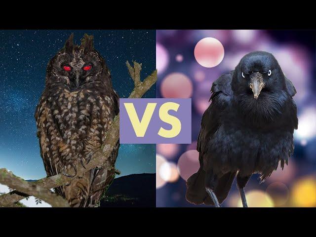 How Wise Are Owls?