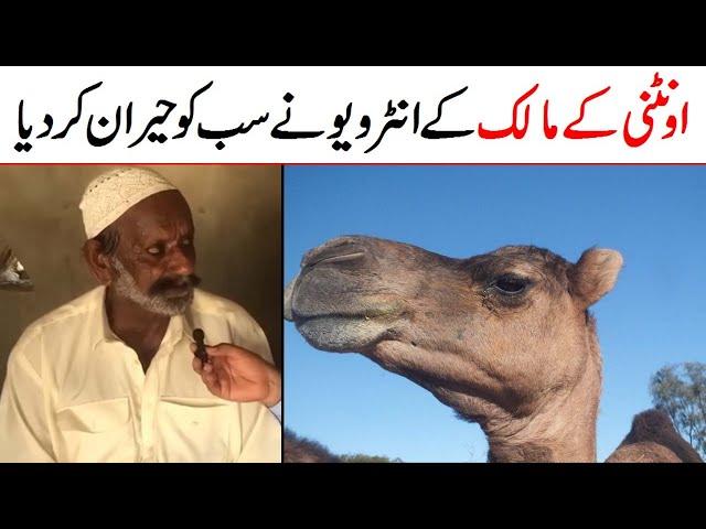 Camel Leg Cut Malik First Interview | Camel Video | Camel Viral Video | Camel