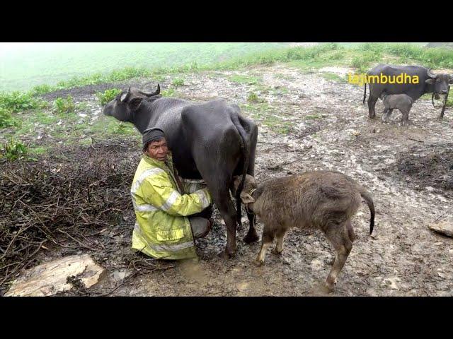 the pastoral life || chapter-42 || Nepal|| lajimbudha ||