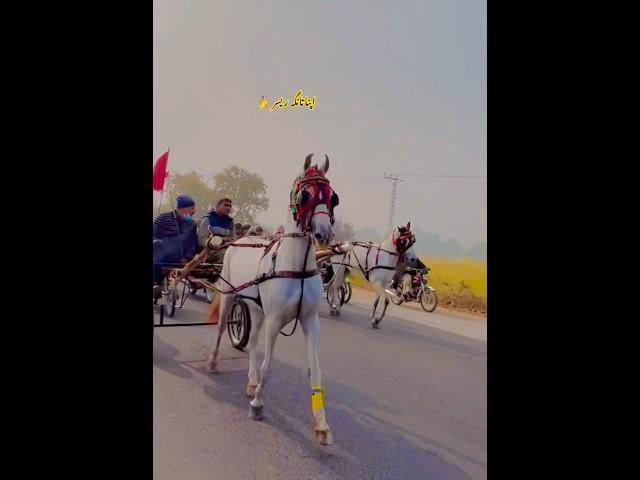 Badil vs Dahrkan||Apna tanga racer #horsebeauty #horselover #apnatangaracer #allpakistantangarace