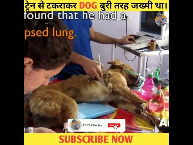 ये Dog ट्रेन से टकराकर मरने ही वाला था। #shorts