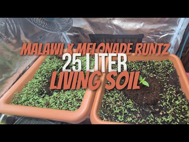 Our young plants are moving!  Malawi & Melonade Runtz into the Living Soil Bed | Name wanted! 