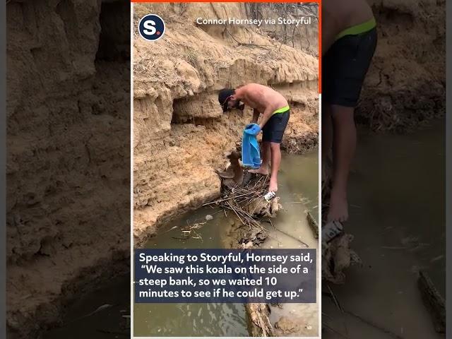 Two Aussies Climb Steep Slope to Rescue Koala Stranded on Riverbank