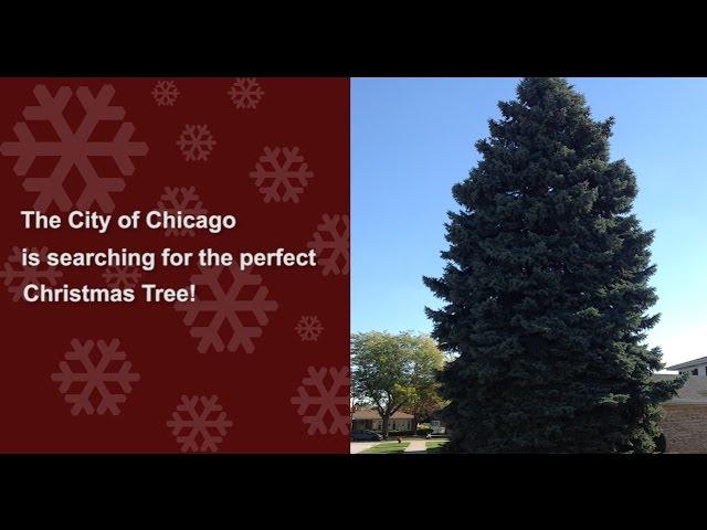 The City of Chicago is searching for the perfect Christmas Tree!