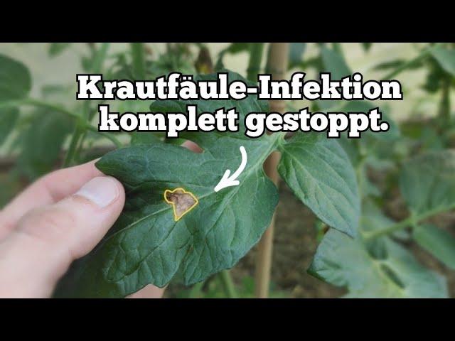 wie man einen akuten Krautfäule-Ausbruch an Tomaten effektiv stoppen kann, ohne Chemie.