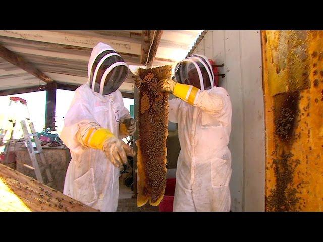 Risk Takers - 112 - Killer Bee Removal Expert | FULL LENGTH | MagellanTV