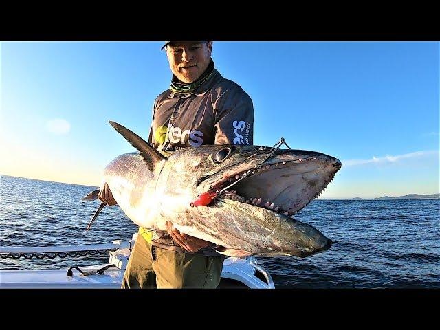 Monster mackerel on trolled bonito!