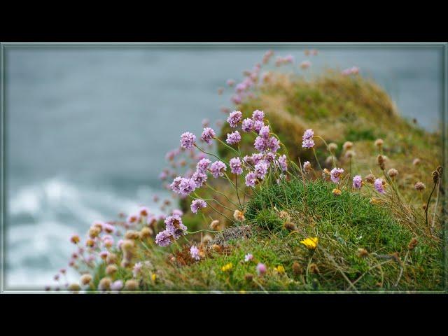 Sarah Calderwood  Wild Mountain Thyme (Will Ye Go Lassie Go) **