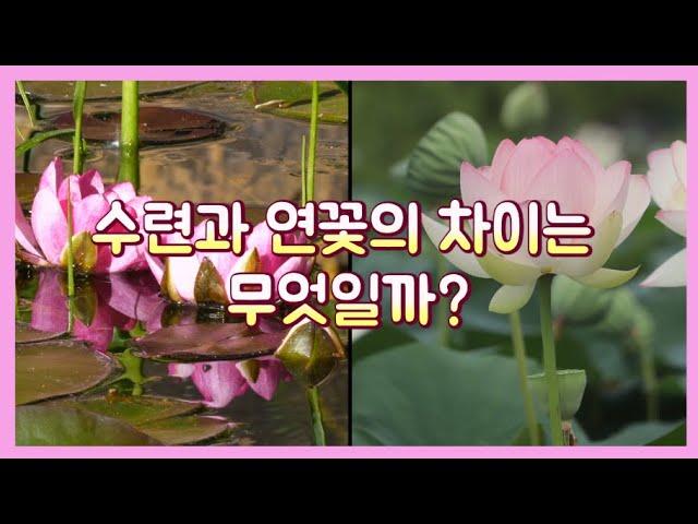 [식사남TV] 수련과 연꽃의 차이점은 무엇일까?