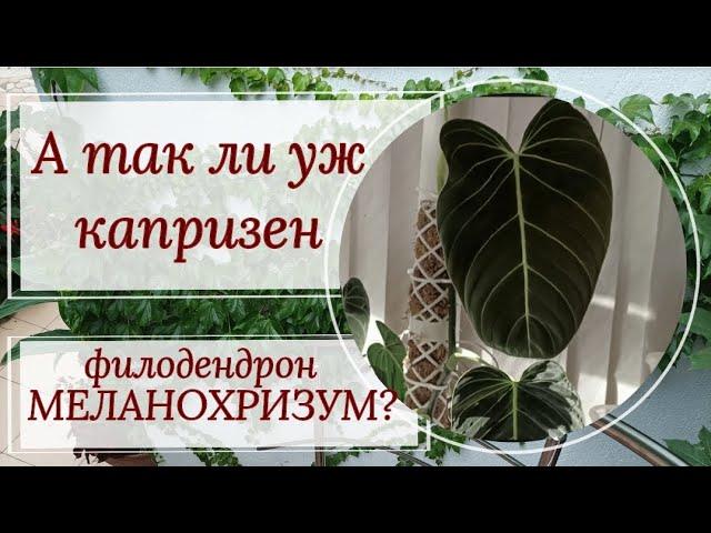 А так ли уж капризен МЕЛАНОХРИЗУМ?