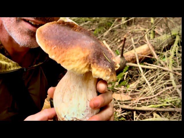 Edulis ed Estivi Spaziali  di fine luglio-Funghi porcini 2024