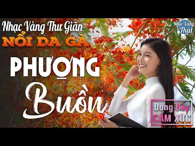 19 - 02 PHƯỢNG BUỒN - Nhạc Vàng Xưa CHỌN LỌC NỔI DA GÀ Khi Nghe ️ THƯ GIÃN ĐONG ĐẦY CẢM XÚC