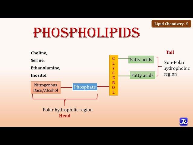 5: Phospholipids | Lipid Chemistry -5 | Biochemistry | N'JOY Biochemistry