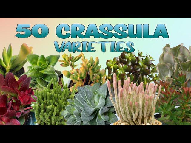 50 CRASSULA PLANT VARIETIES/JADE PLANT WITH THEIR NAMES