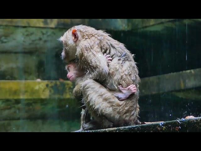 Leo baby monkey gets rained, but libby mother comes to help leo not get cold sweet mom