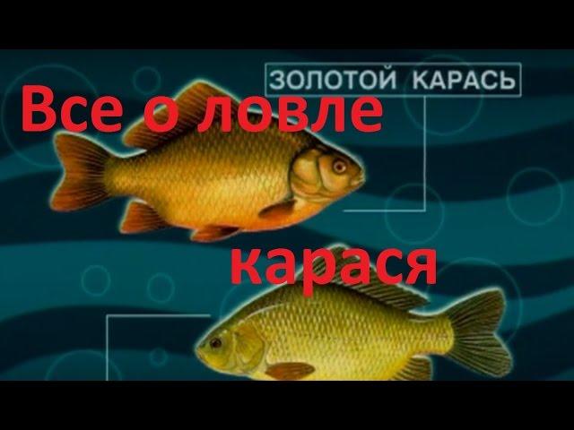 Диалоги о рыбалке - Выпуск 215 - Все о  ловле карася.