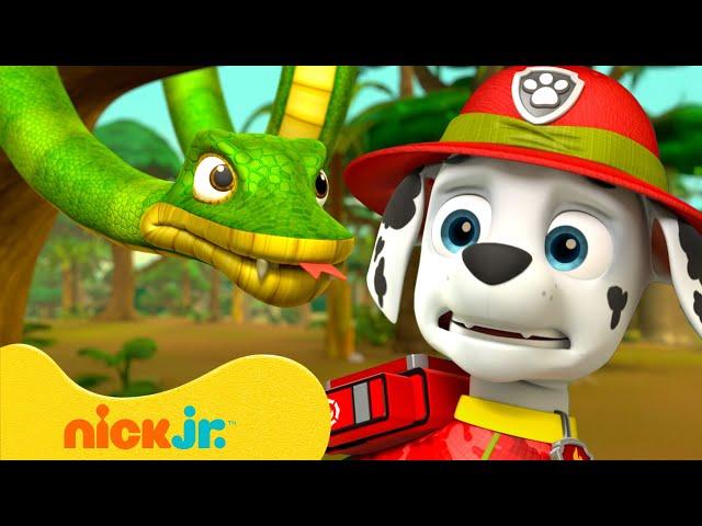 PAW Patrol Snake Rescues! w/ Marshall  10 Minutes | Nick Jr.