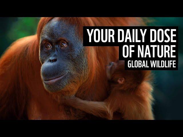 A daily dose of nature | global wildlife | WWF