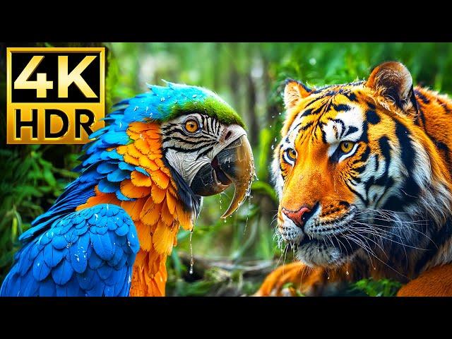 ANIMAL WONDER 4K HDR | with Cinematic Sound (Colorful Animal Life)