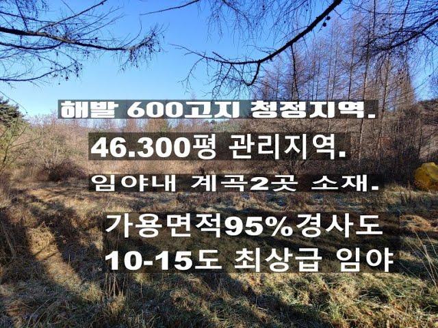 (매물0118)임야 매매 해발600고지 최고청정지역 임야내 작은계곡2곳소재 관리지역 경사도10-15도 가용면적95%이상 자생수종 소나무 최고의 임야