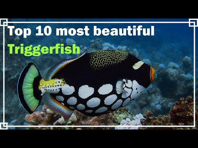 Top 10 most beautiful Triggerfish